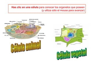 Has clic en una célula  para conocer los organelos que poseen (y utiliza sólo el mouse para avanzar) Célula animal Célula vegetal 
