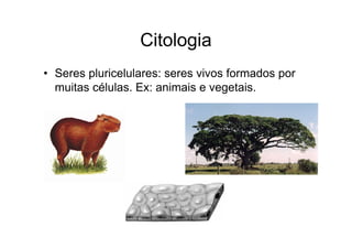 Citologia
• Seres pluricelulares: seres vivos formados por
muitas células. Ex: animais e vegetais.
 