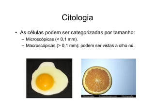 Citologia
• As células podem ser categorizadas por tamanho:
– Microscópicas (< 0,1 mm).
– Macroscópicas (> 0,1 mm): podem ser vistas a olho nú.
 