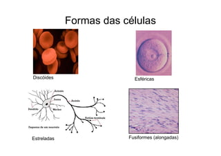 Formas das células
Esféricas
Fusiformes (alongadas)
Discóides
Estreladas
 