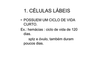 1. CÉLULAS LÁBEIS
• POSSUEM UM CICLO DE VIDA
CURTO.
Ex.: hemácias : ciclo de vida de 120
dias.
sptz e óvulo, também duram
poucos dias.
 