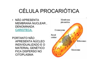 CÉLULA PROCARIÓTICA
• NÃO APRESENTA
MEMBRANA NUCLEAR ,
DENOMINADA
CARIOTECA.CARIOTECA.
PORTANTO NÃO
APRESENTA NÚCLEO
INDIVIDUALIZADO E O
MATERIAL GENÉTICO
FICA DISPERSO NO
CITOPLASMA
 