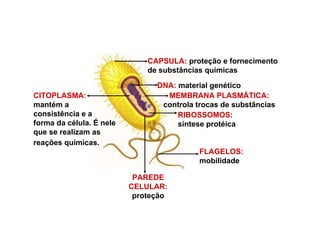 CAPSULA: proteção e fornecimento
de substâncias químicas
DNA: material genético
CITOPLASMA:
mantém a
consistência e a
forma da célula. É nele
que se realizam as
reações químicas.
MEMBRANA PLASMÁTICA:
controla trocas de substâncias
RIBOSSOMOS:
síntese protéica
PAREDE
CELULAR:
proteção
FLAGELOS:
mobilidade
 