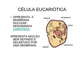 CÉLULA EUCARIÓTICA
• APRESENTA A
MEMBRANA
NUCLEAR ,
DENOMINADA
CARIOTECA.CARIOTECA.
APRESENTA NÚCLEO
BEM DEFINIDO E
DELIMITADO POR
UMA MEMBRANA.
 
