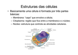 Estruturas das células
• Basicamente uma célula é formada por três partes
básicas:
– Membrana: “capa” que envolve a célula;
– Citoplasma: região que fica entre a membrana e o núcleo;
– Núcleo: estrutura que controla as atividades celulares.
 