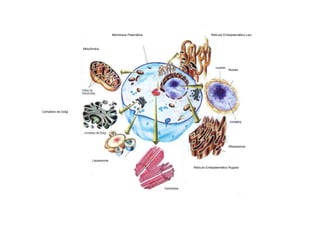 Retículo Endoplasmático Liso
Retículo Endoplasmático Rugoso
Ribossomos
Núcleo
Membrana Plasmática
Mitocôndria
Complexo de Golgi
Lisossomos
Centríolos
 