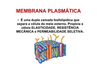 MEMBRANA PLASMÁTICA
• É uma dupla camada fosfolipídica que
separa a célula do meio externo. Propicia a
célula ELASTICIDADE, RESISTÊNCIA
MECÂNICA e PERMEABILIDADE SELETIVA.
 