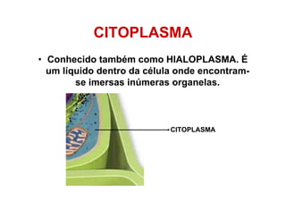 CITOPLASMA
• Conhecido também como HIALOPLASMA. É
um líquido dentro da célula onde encontram-
se imersas inúmeras organelas.
CITOPLASMA
 