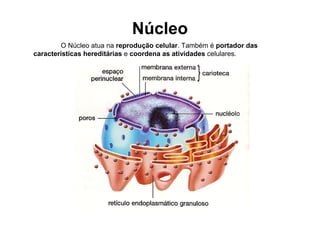 Núcleo
O Núcleo atua na reprodução celular. Também é portador das
características hereditárias e coordena as atividades celulares.
 