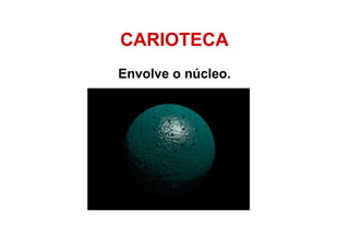 CARIOTECA
Envolve o núcleo.
 