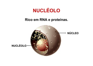NUCLÉOLO
Rico em RNA e proteínas.
NÚCLEO
NUCLÉOLO
 
