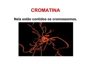 CROMATINA
Nela estão contidos os cromossomos.
 