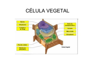 CÉLULA VEGETAL
 