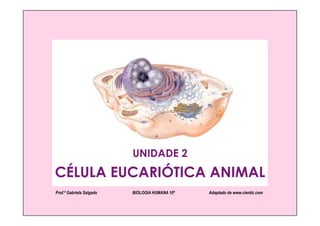 UNIDADE 2
CÉLULA EUCARIÓTICA ANIMAL
Prof.ª Gabriela Salgado   BIOLOGIA HUMANA 10º   Adaptado de www.cientic.com
 