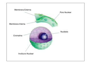 Membrana Externa
Poro Nuclear
Membrana Interna
Nucléolo
Cromatina
Invólucro Nuclear