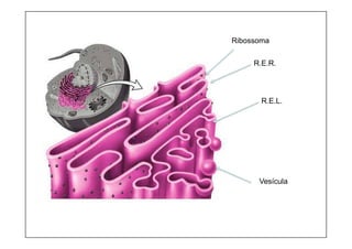 Ribossoma
R.E.R.
R.E.L.
Vesícula