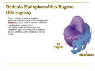 CARACTERISTICAS CELULA EUCARIONTE CUARTO MEDIO.ppt