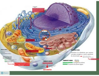 Celula eucarionte   organelas