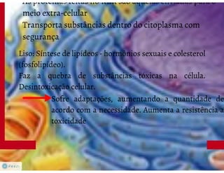 Celula eucarionte   organelas