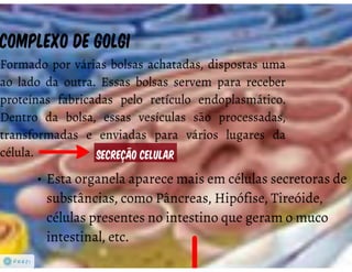 Celula eucarionte   organelas