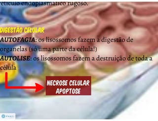 Celula eucarionte   organelas