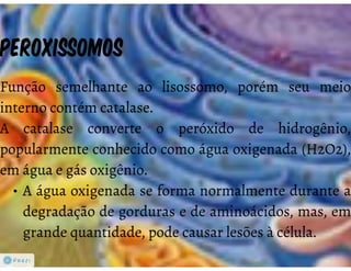 Celula eucarionte   organelas