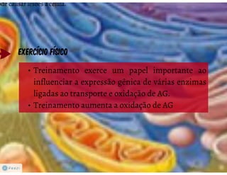 Celula eucarionte   organelas