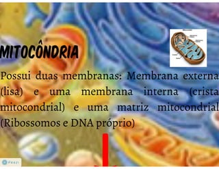 Celula eucarionte   organelas
