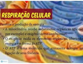 Celula eucarionte   organelas