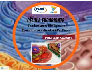 Celula eucarionte   organelas