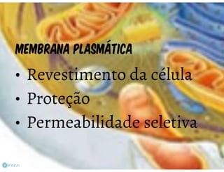 Celula eucarionte   organelas