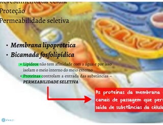 Celula eucarionte   organelas