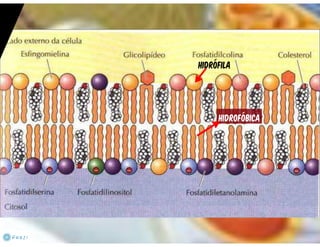 Celula eucarionte   organelas