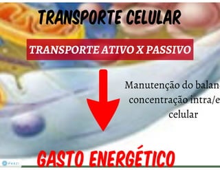 Celula eucarionte   organelas