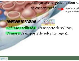 Celula eucarionte   organelas