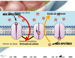 Celula eucarionte   organelas
