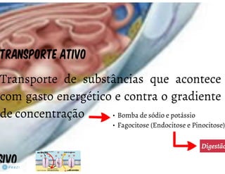 Celula eucarionte   organelas