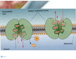 Celula eucarionte   organelas