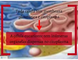 Celula eucarionte   organelas