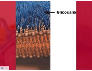 Celula eucarionte   organelas