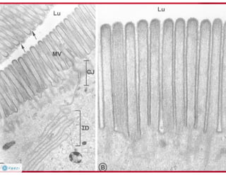 Celula eucarionte   organelas