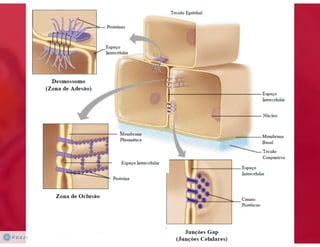Celula eucarionte   organelas