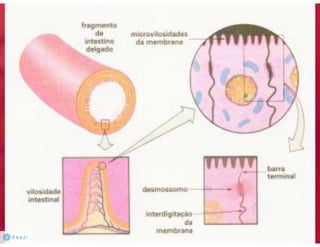 Celula eucarionte   organelas