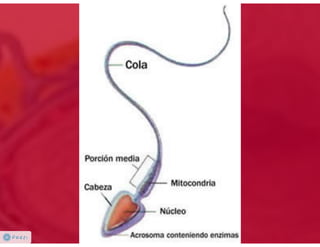 Celula eucarionte   organelas