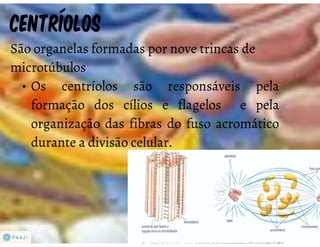 Celula eucarionte   organelas