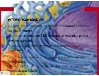 Celula eucarionte   organelas