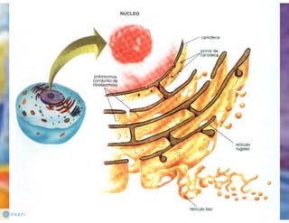 Celula eucarionte   organelas