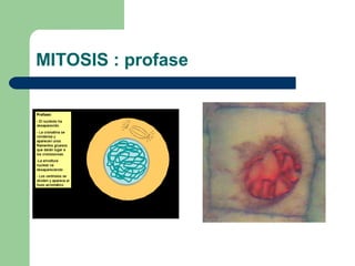 MITOSIS : profase
 