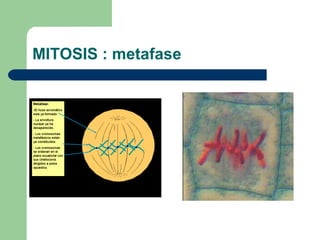 MITOSIS : metafase
 