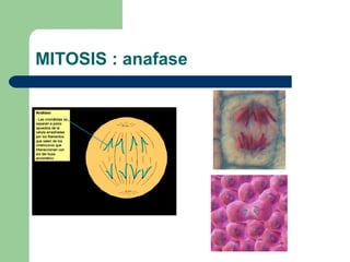 MITOSIS : anafase
 